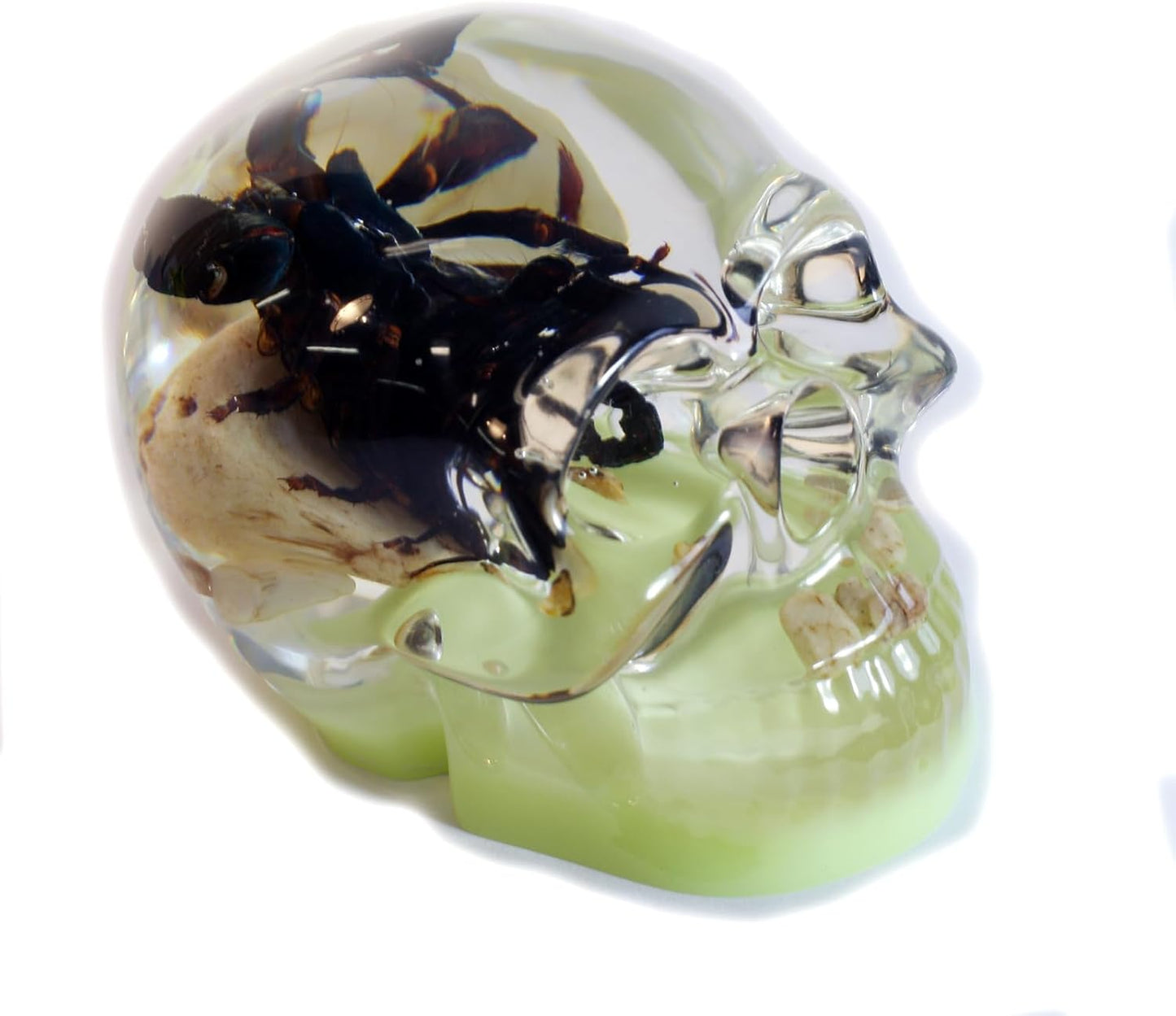 REALBUG 4" Real Scorpion Glow in The Dark Desk Decoration in an Acrylic Skull with Stones