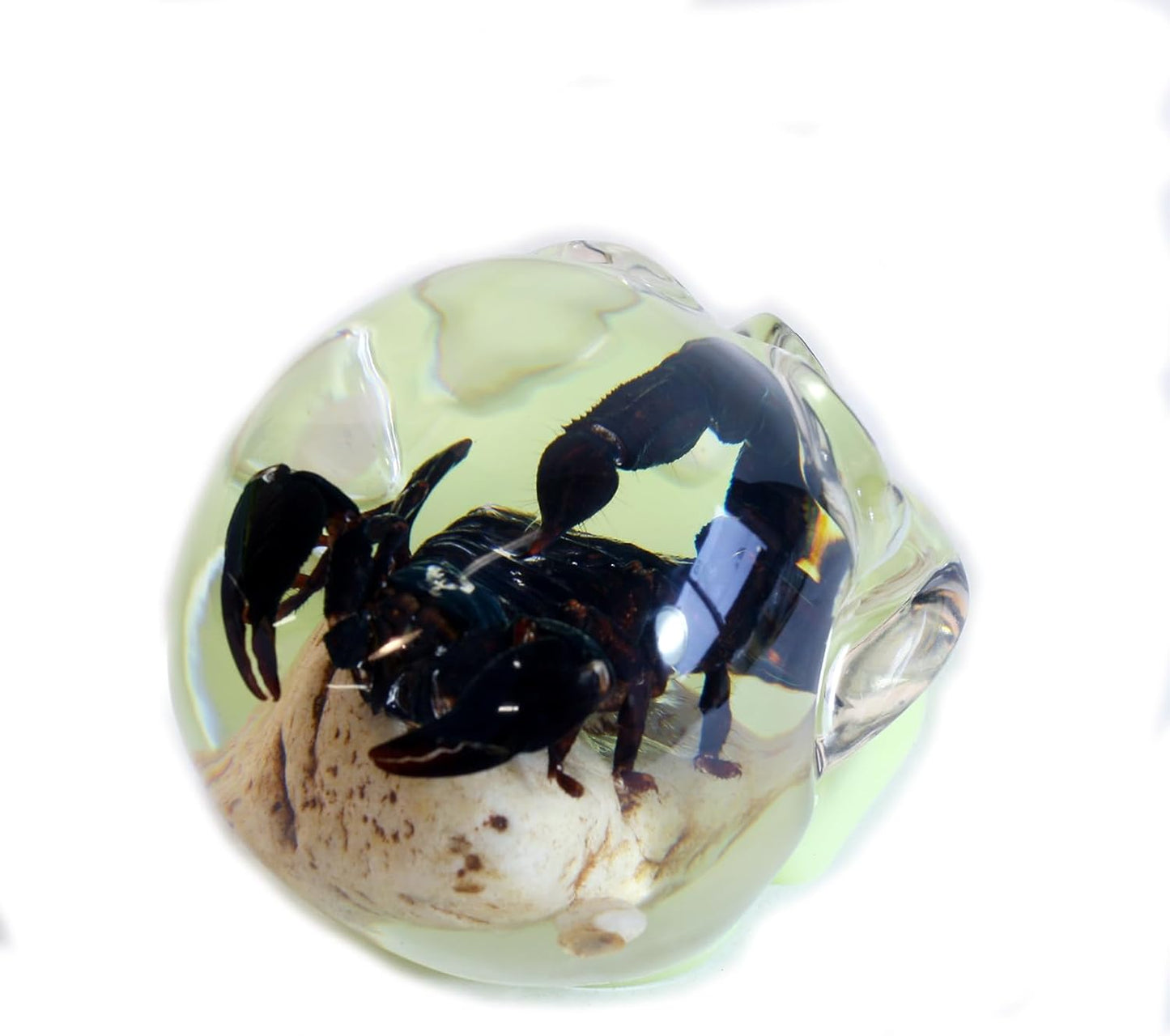 REALBUG 4" Real Scorpion Glow in The Dark Desk Decoration in an Acrylic Skull with Stones
